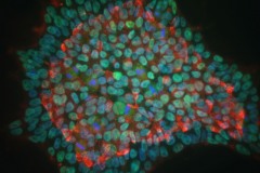 iPS cell plurypotency (fluorescence)